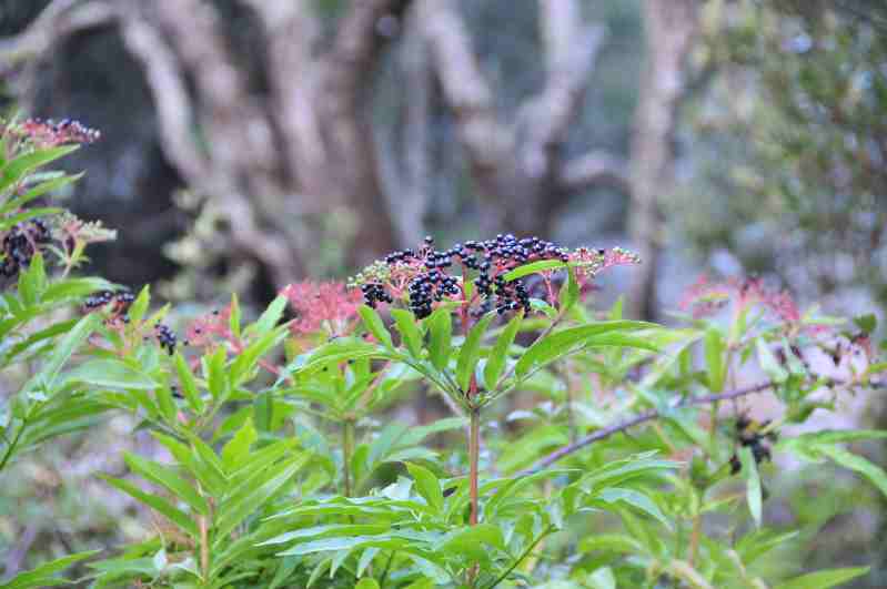 Sambucus ebulus
